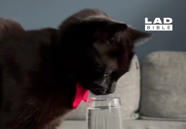 Em Mèo Thích Nhảy Mỗi Khi Uống Nước